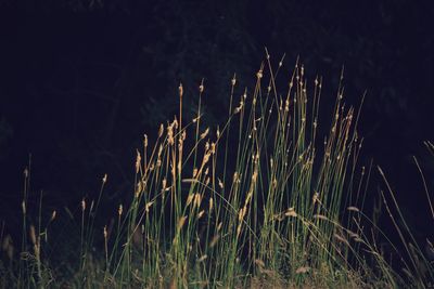 Close-up of grass on field against sky at night