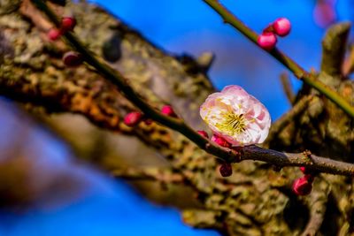 Low angle view of flowers on branch