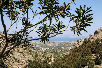 Scenic view of palm trees on landscape against sky