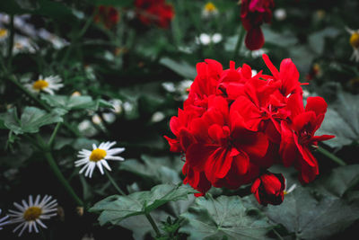 High angle view of red flowers blooming outdoors