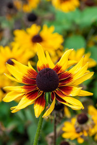 Close-up of yellow flower