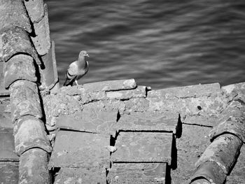 High angle view of seagull perching on wall