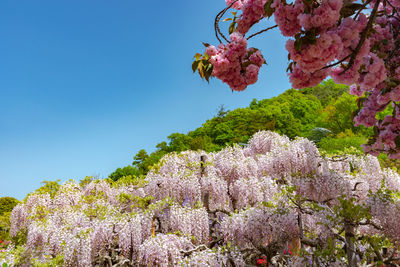 Low angle view of pink flowering plants against clear blue sky