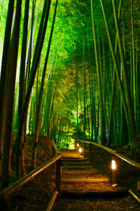 Footpath amidst trees in forest