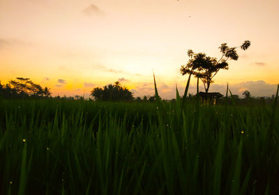 Plants growing on field against sky during sunset