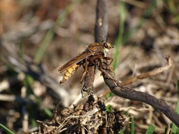 Close-up of insect on plant