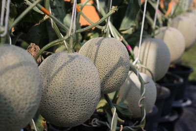 Close-up of fruits growing on field