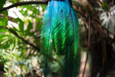 Close-up of peacock on tree