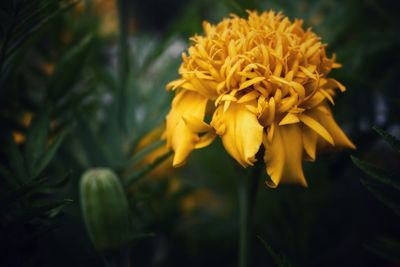 Close-up of yellow flowering plant