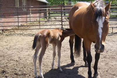 Foal nursing