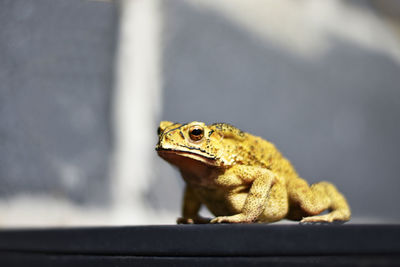 Close-up of a lizard