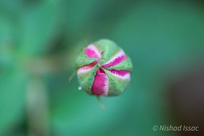 Close-up of pink rose flower