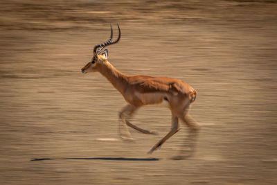 Slow pan of cantering male common impala