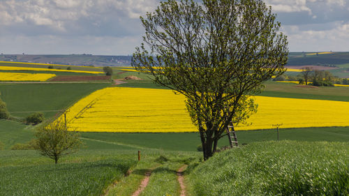 Tree in field against cloudy sky