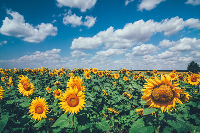 Close-up of yellow flowering plants on field against sky