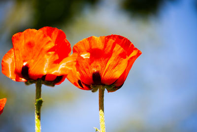 Close-up of orange poppy