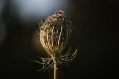 Close-up of wilted plant against black background