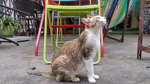 Close-up of goat in the dark