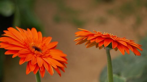 Close-up of orange flowering plant