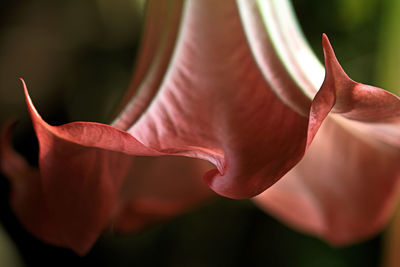 Close-up of red rose