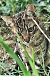 Close-up of a cat looking away