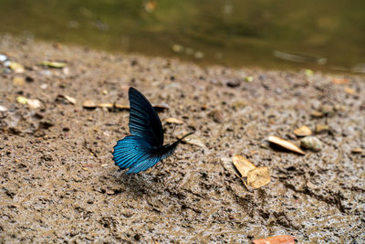 High angle view of butterfly on land