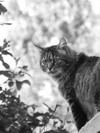 Cat looking away