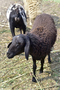 Close-up of sheep on field