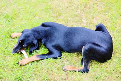 Close-up of dog on field