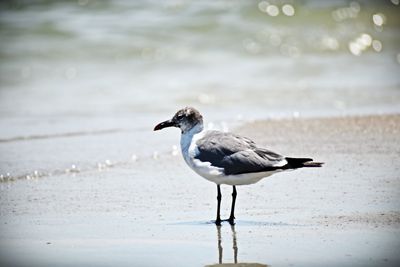 Seagull perching on a beach