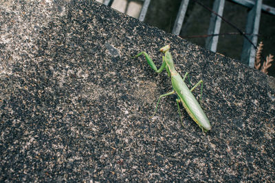 High angle view of insect