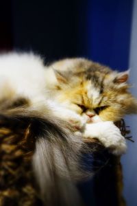 Close-up of cat relaxing on floor