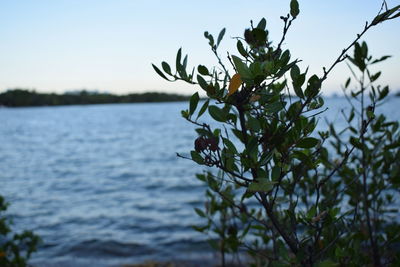 Close-up of plant against clear sky