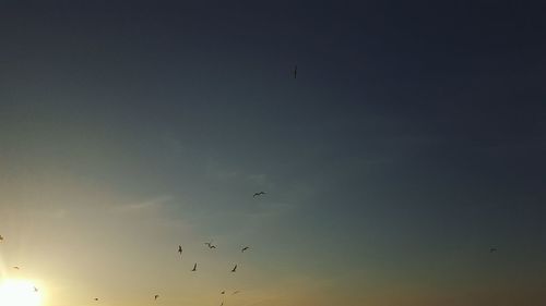 Low angle view of birds flying in sky