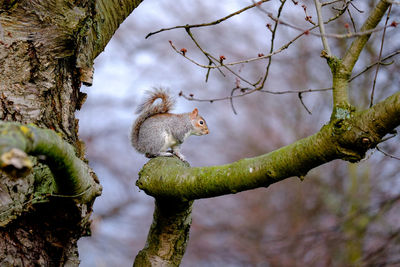 Squirrel sitting on tree branch