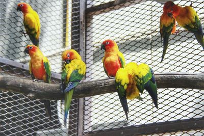 View of parrot in cage