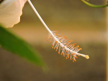 Close-up of insect on finger