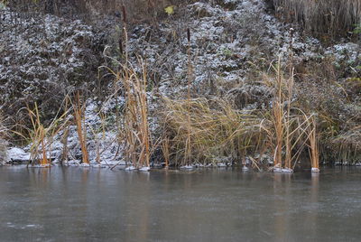 Scenic view of lake in forest