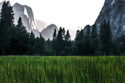 Scenic view of grassy field against sky