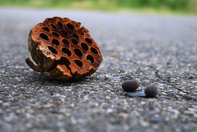 Close-up of dried lotus pod on footpath