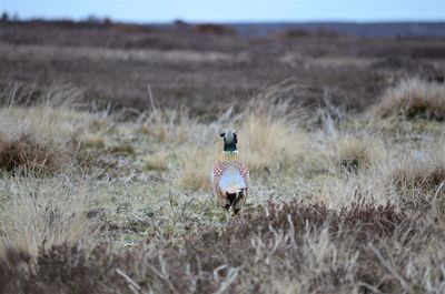 Rear view of person on field