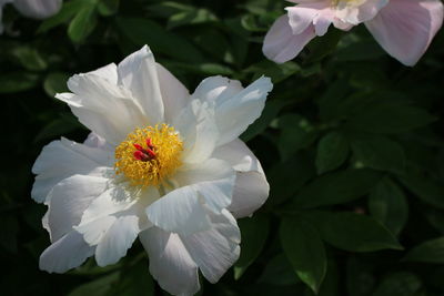 Close-up of white flowering plant