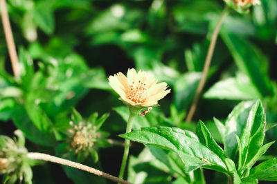 Close-up of flower on plant