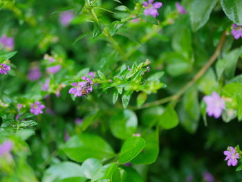 Selective focus of evergreen shrub - cuphea hyssopifolia, mexican or hawaiian heather, elfin herb