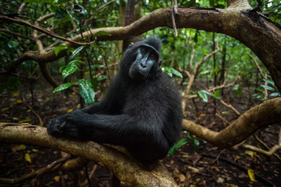 Monkey sitting on a tree