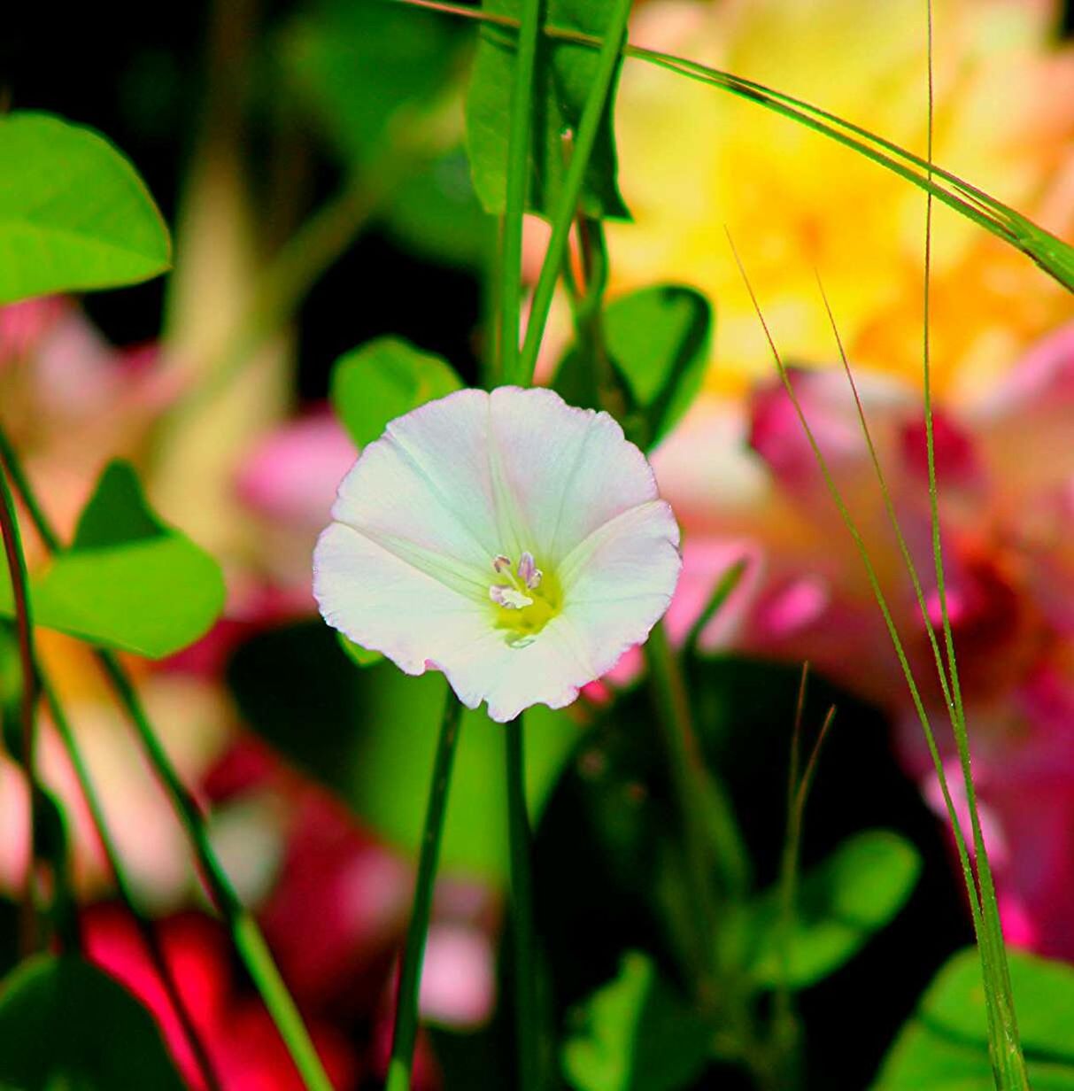 flower, petal, fragility, freshness, flower head, growth, focus on foreground, beauty in nature, close-up, blooming, plant, nature, single flower, stem, in bloom, leaf, pink color, selective focus, day, bud