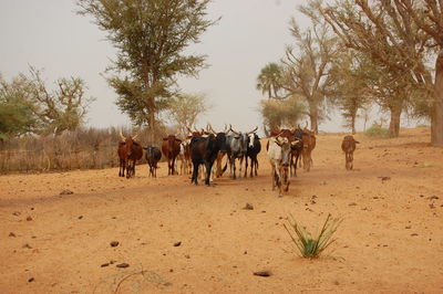 Horses on field against sky