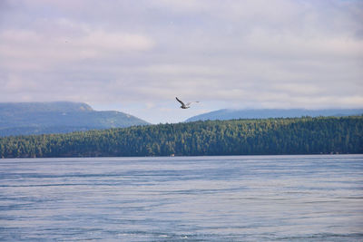 Bird flying over lake against sky
