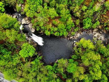 High angle view of water flowing in forest