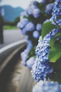 Close-up of plant against blurred background